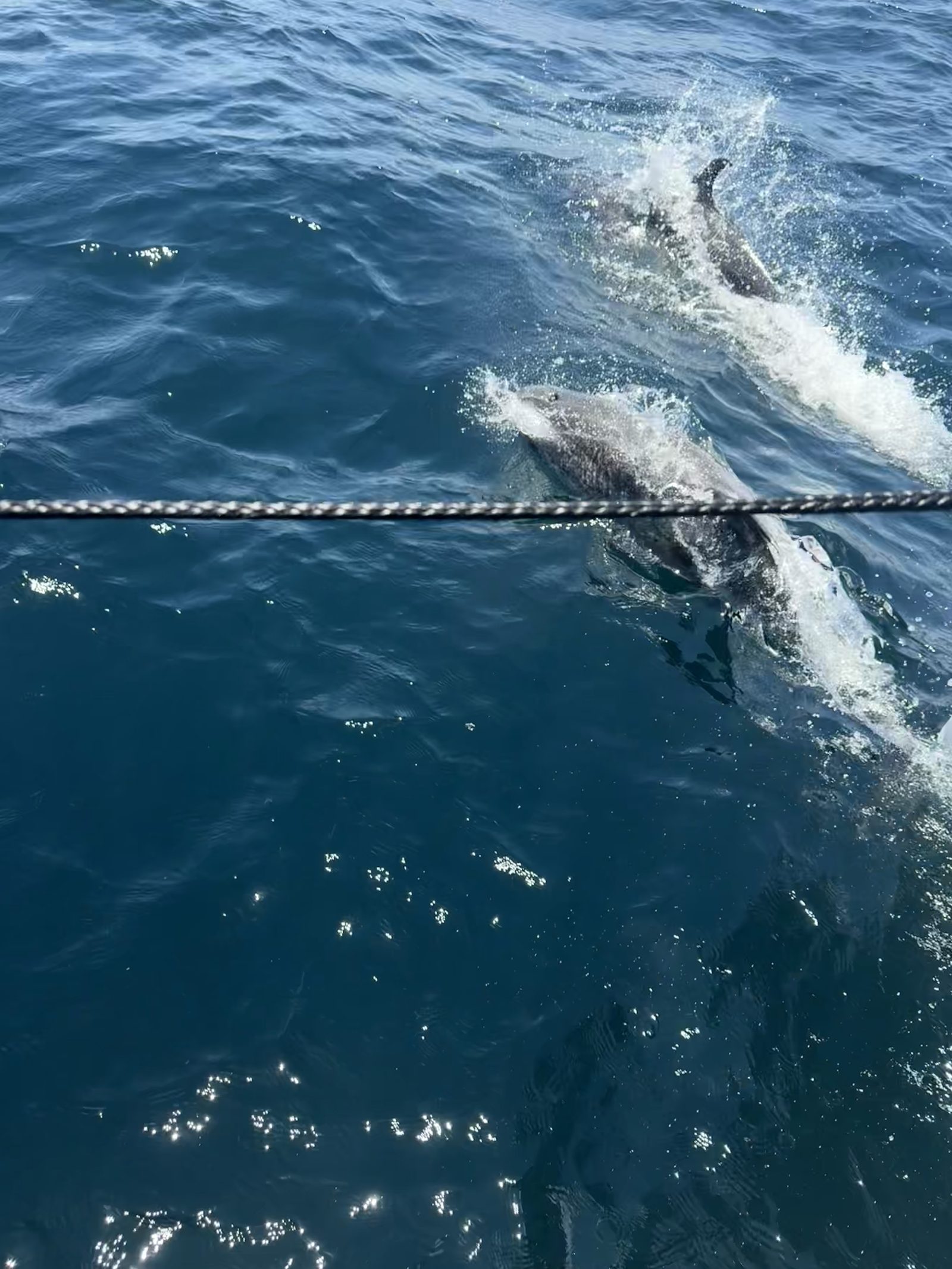 Two dolphins riding alongside the hull in deep blue water.